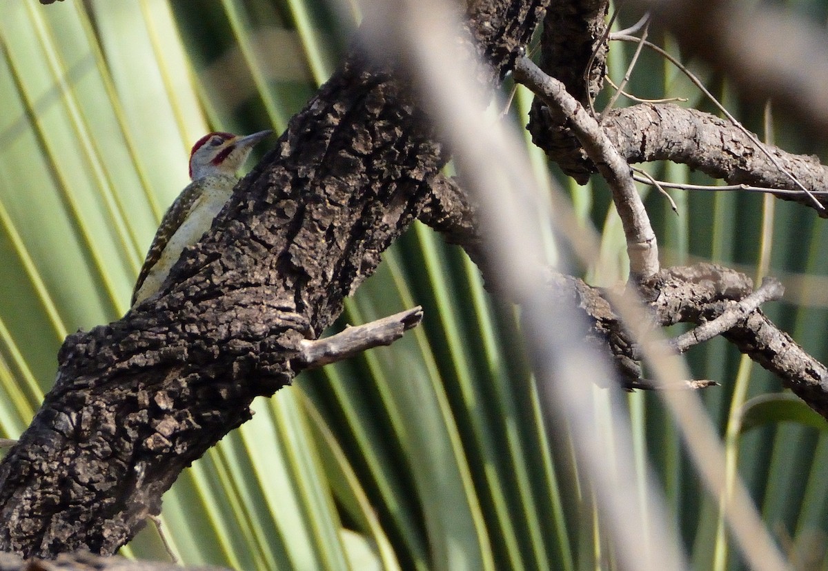 Fine-spotted Woodpecker - Carlos Alberto Ramírez