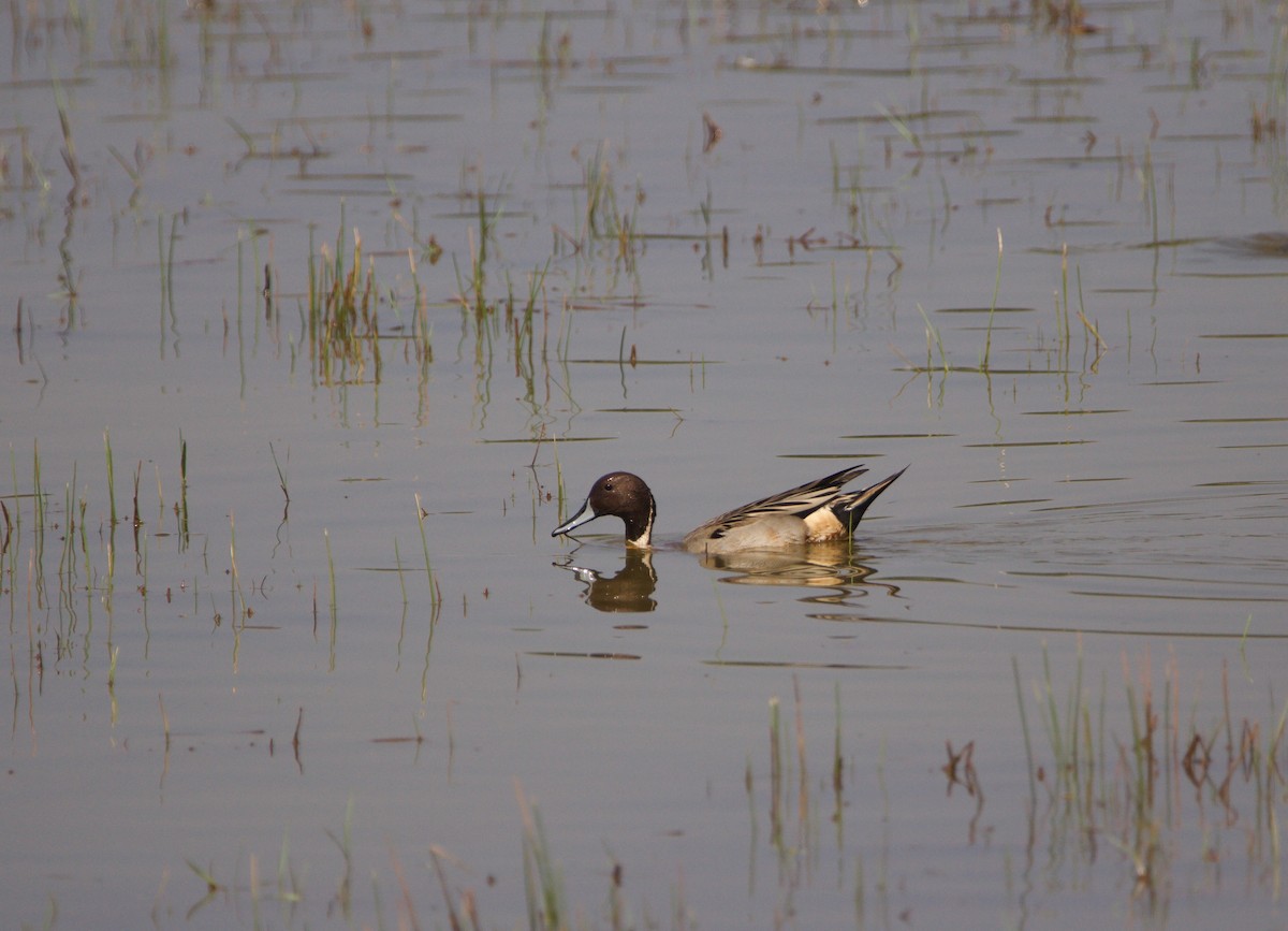 Northern Pintail - Abhijeet  Avate