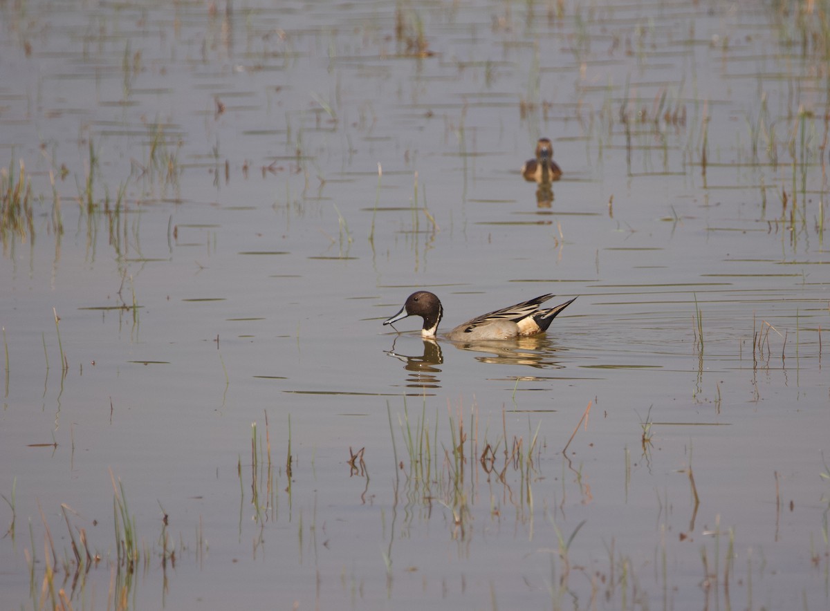 Northern Pintail - Abhijeet  Avate