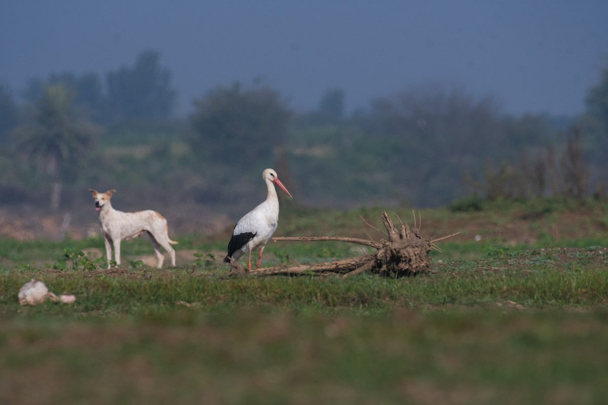 White Stork - ML616620411