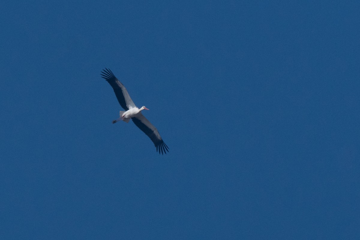White Stork - ML616620412