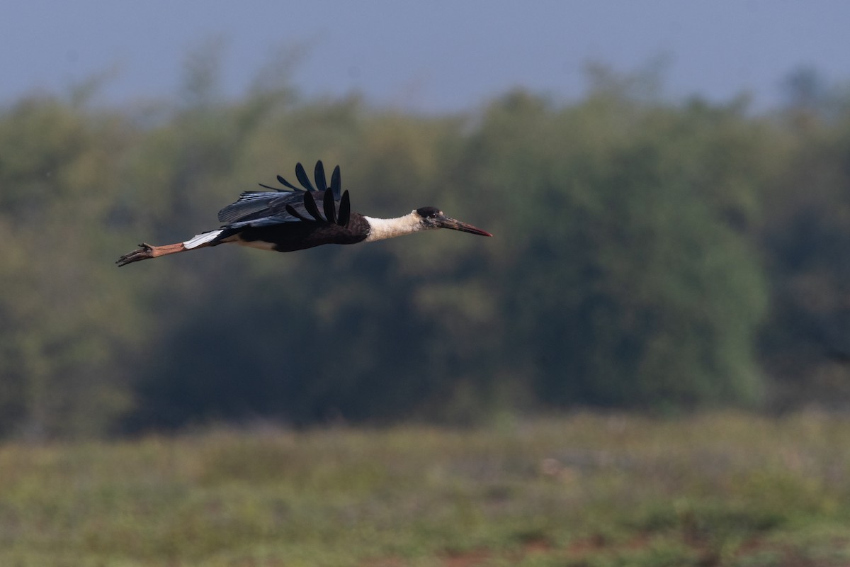 Asian Woolly-necked Stork - ML616620414