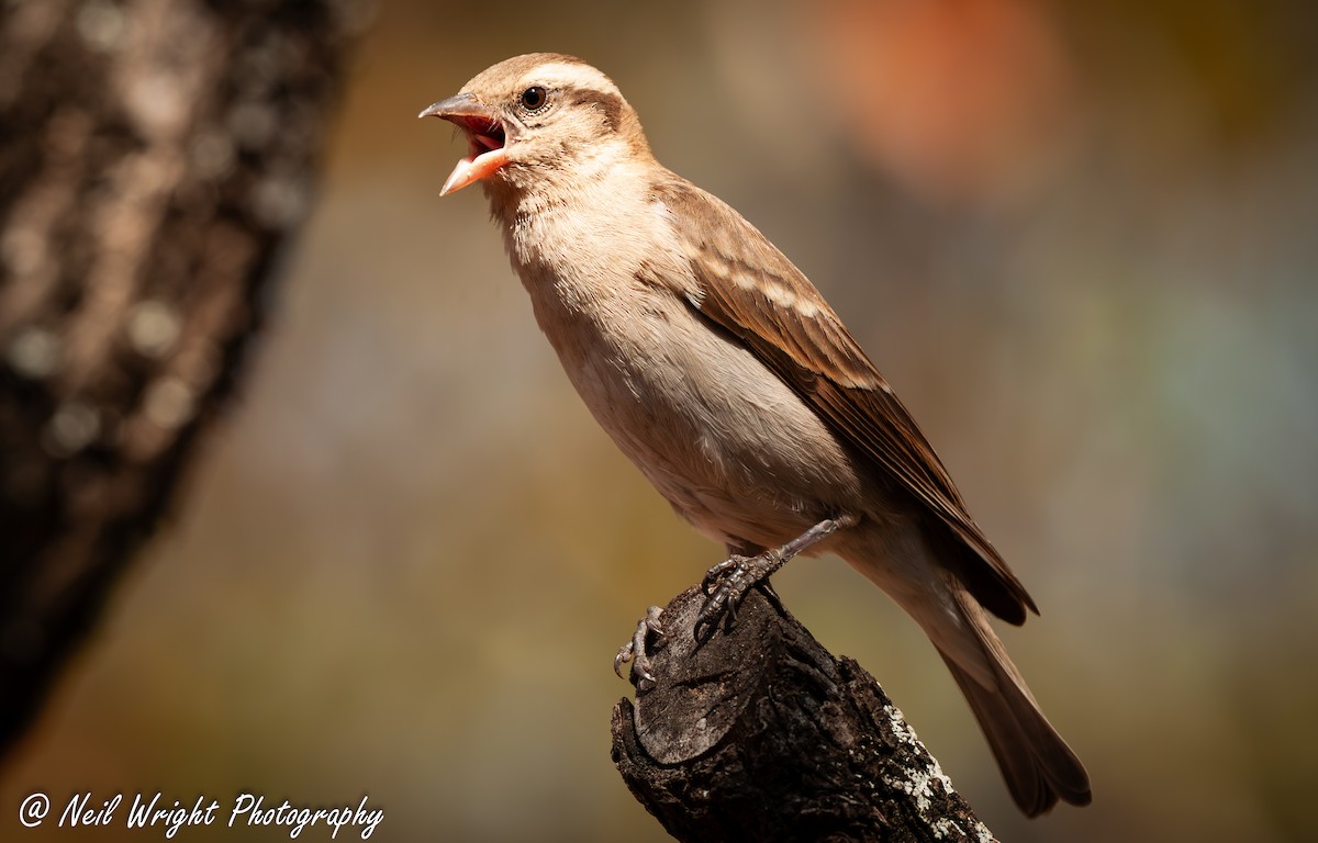 Yellow-throated Bush Sparrow - Neil Wright