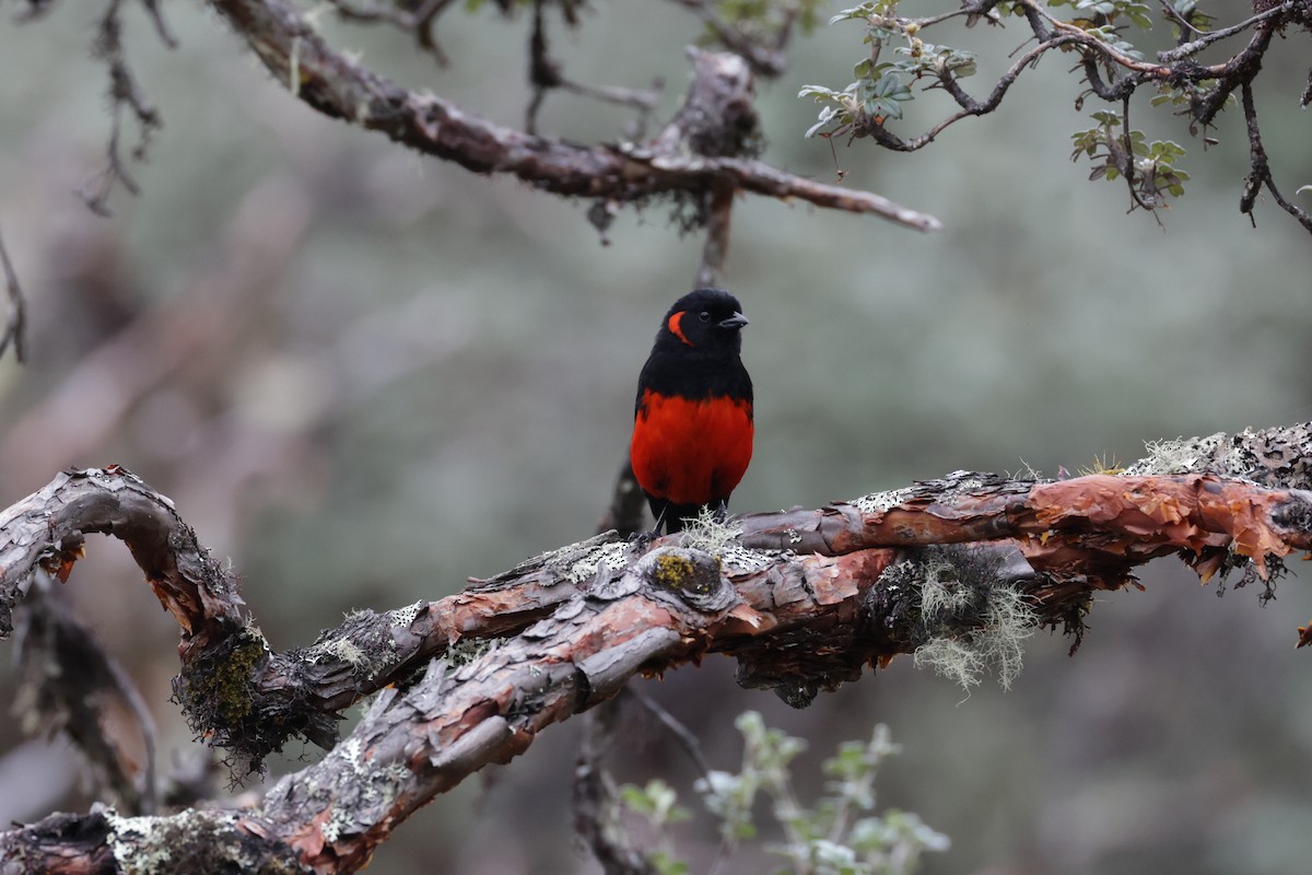 Scarlet-bellied Mountain Tanager - ML616620671
