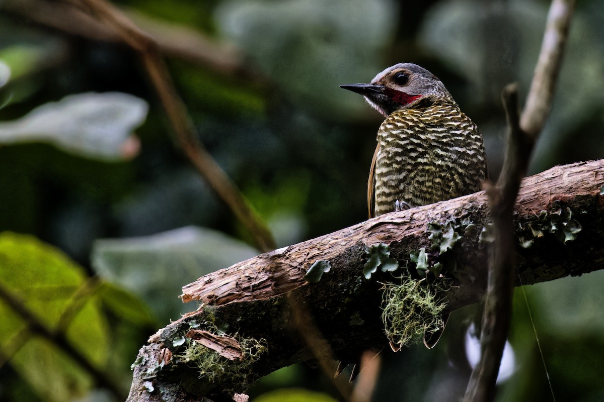 Gray-crowned Woodpecker - ML616620791