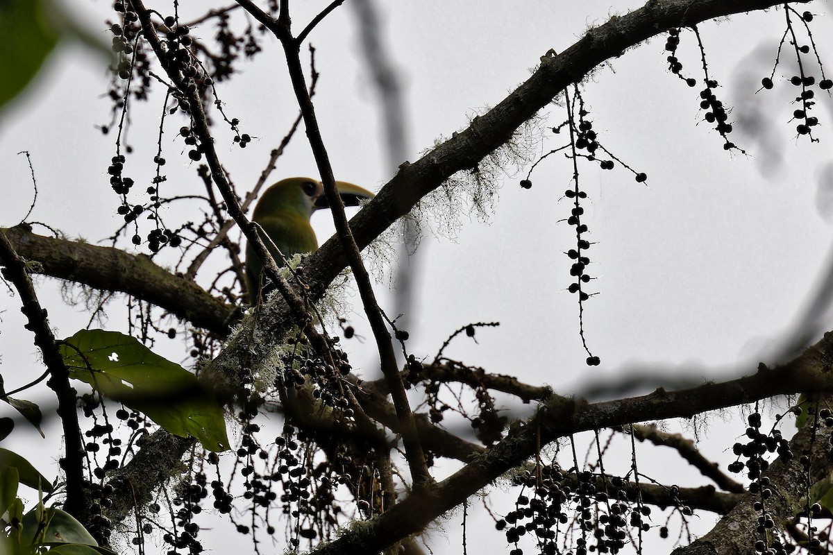 Northern Emerald-Toucanet (Wagler's) - ML616620797