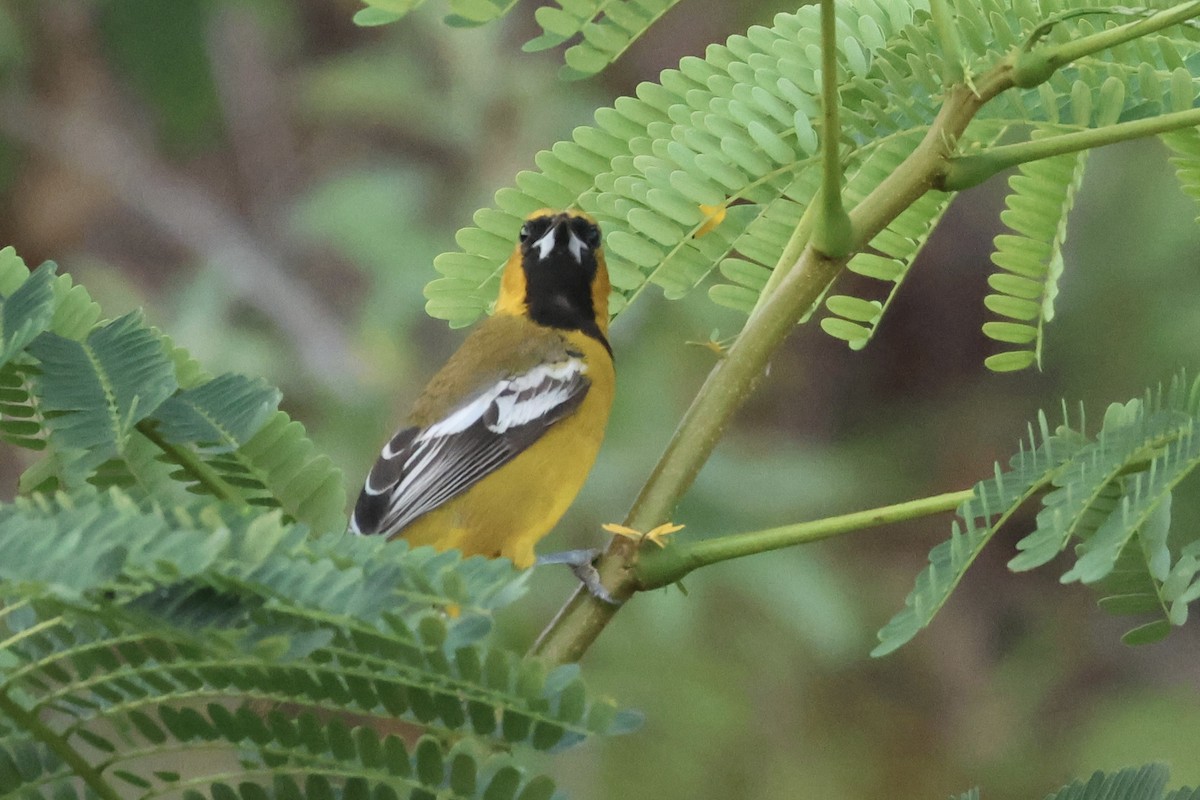 Jamaican Oriole - Cathy Brown