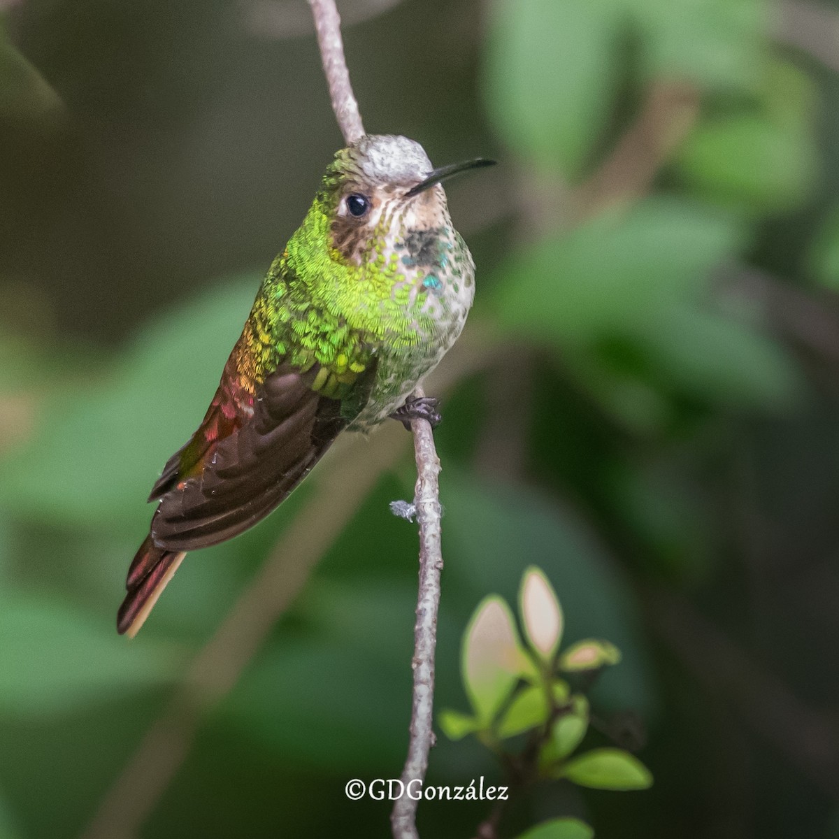 Red-tailed Comet - ML616620873