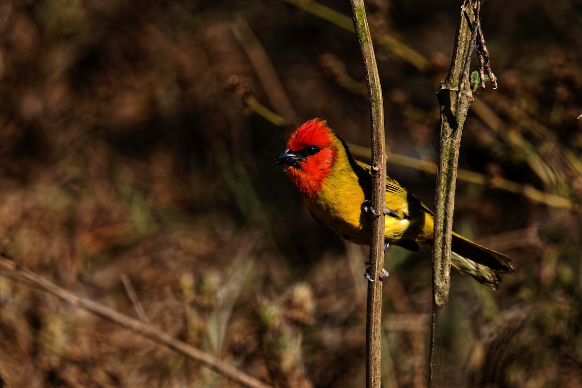 Red-headed Tanager - ML616620947