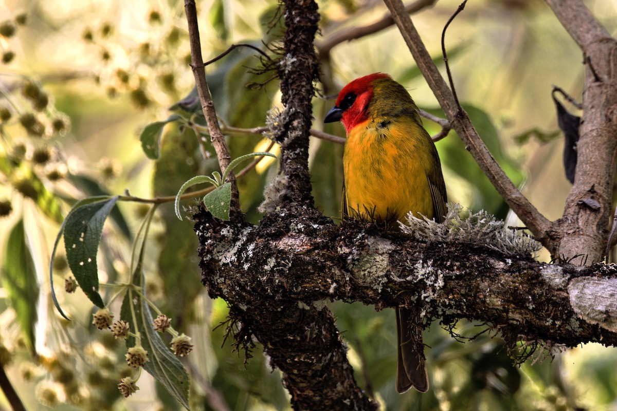Red-headed Tanager - ML616620948