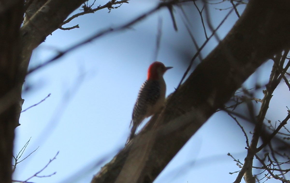 Red-bellied Woodpecker - ML616620953