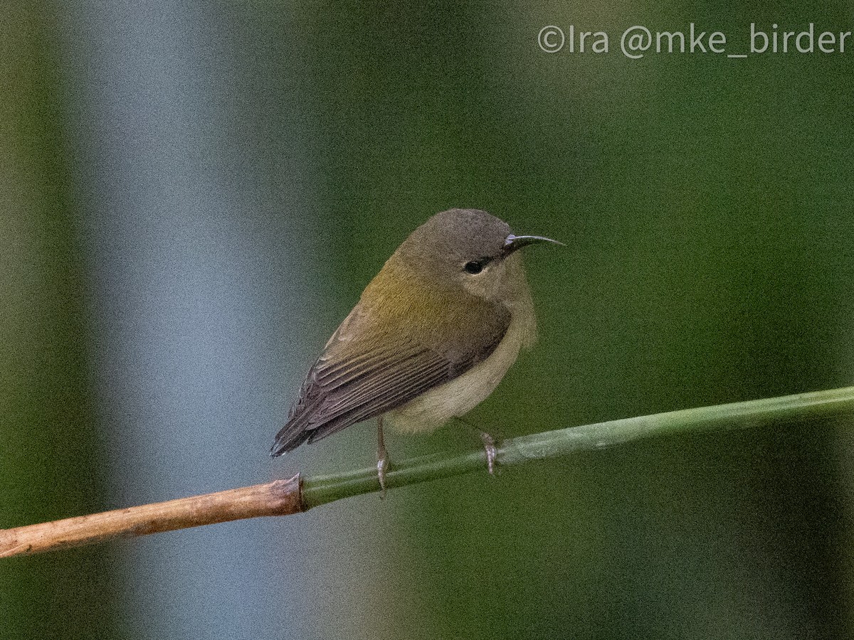 Fork-tailed Sunbird (Fork-tailed) - ML616620977