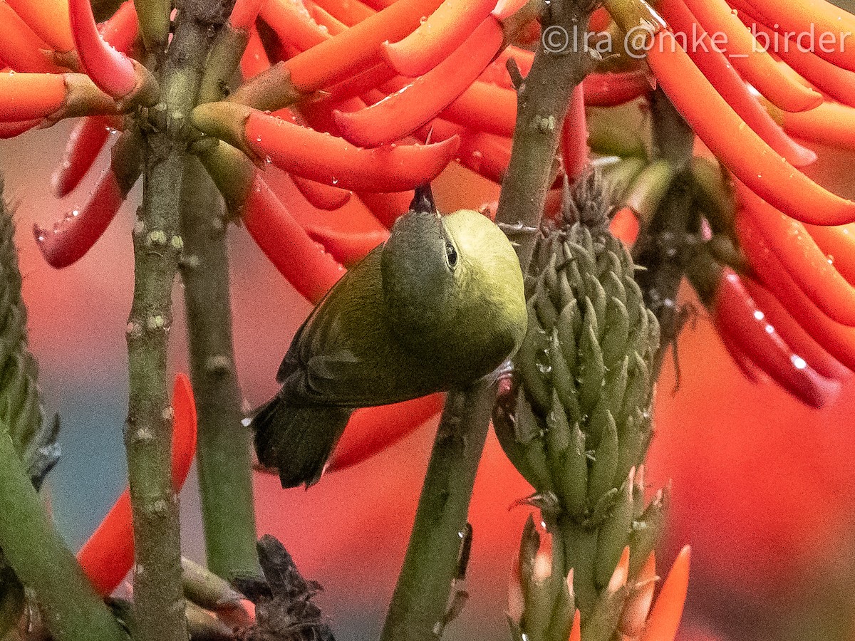 Fork-tailed Sunbird (Fork-tailed) - ML616620978