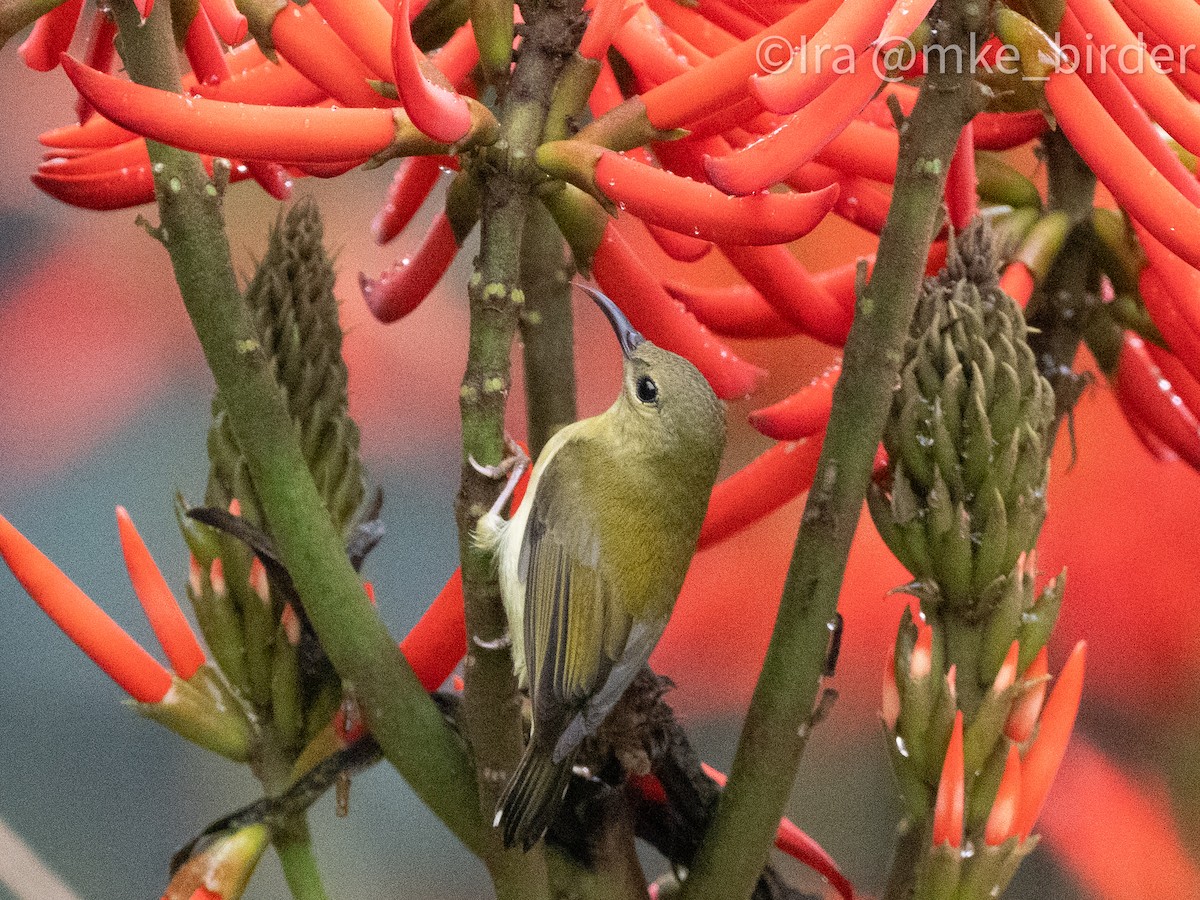 Fork-tailed Sunbird (Fork-tailed) - ML616620979