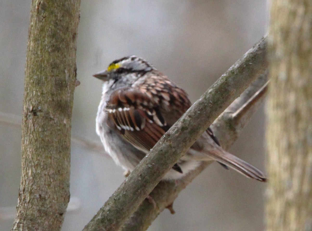 White-throated Sparrow - ML616621015