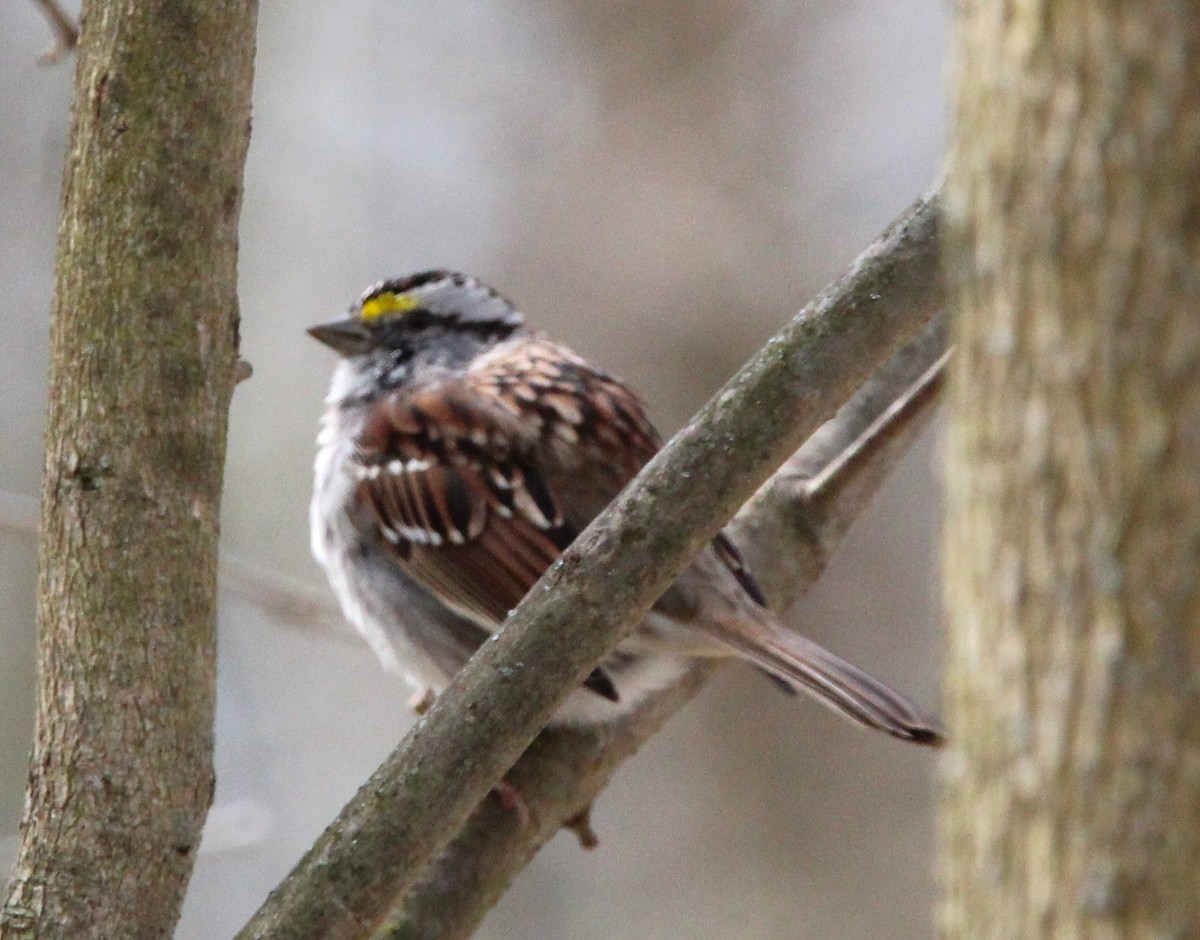 White-throated Sparrow - ML616621016