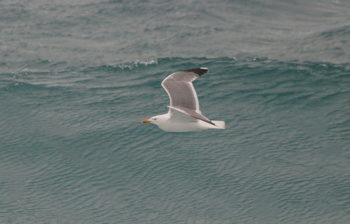 Yellow-legged Gull - ML616621080