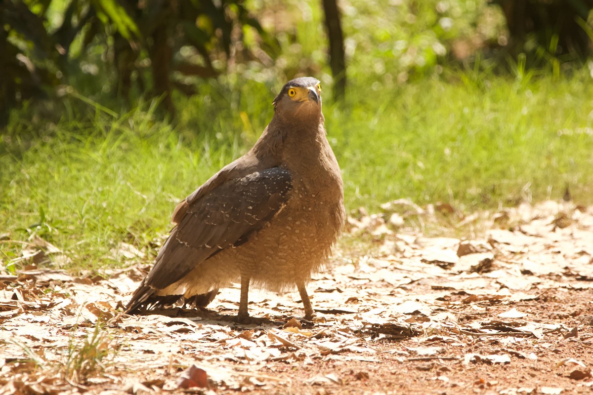 Crested Serpent-Eagle - ML616621090