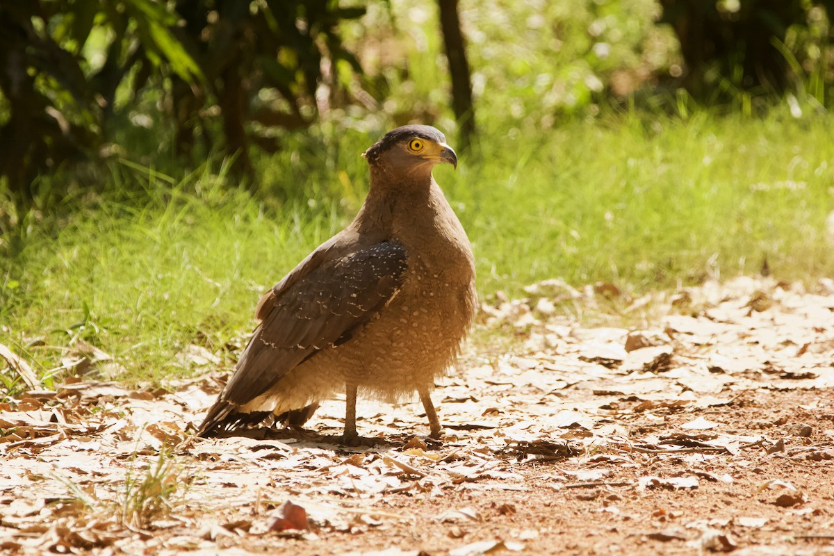Crested Serpent-Eagle - ML616621091