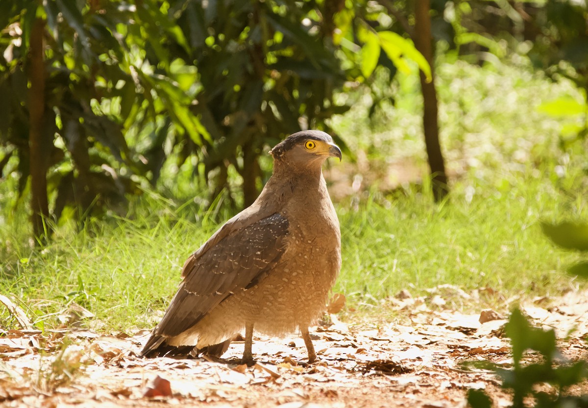 Crested Serpent-Eagle - ML616621092