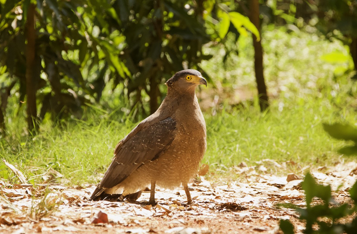 Crested Serpent-Eagle - ML616621093