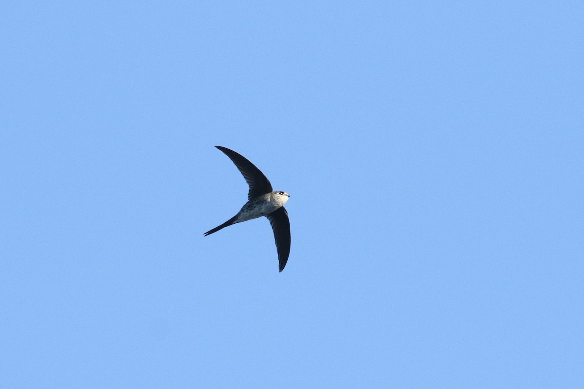 Fork-tailed Palm Swift - ML616621127