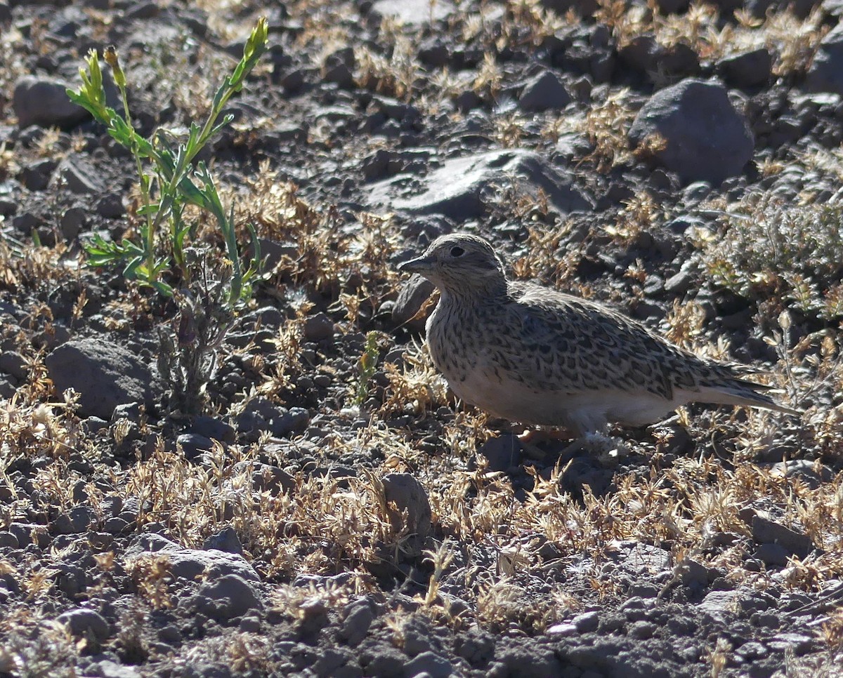Gray-breasted Seedsnipe - ML616621133