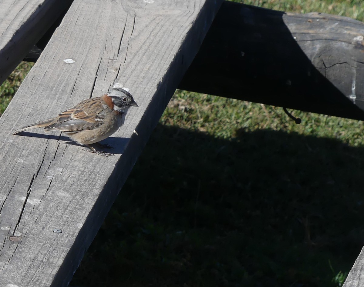 Rufous-collared Sparrow - ML616621171