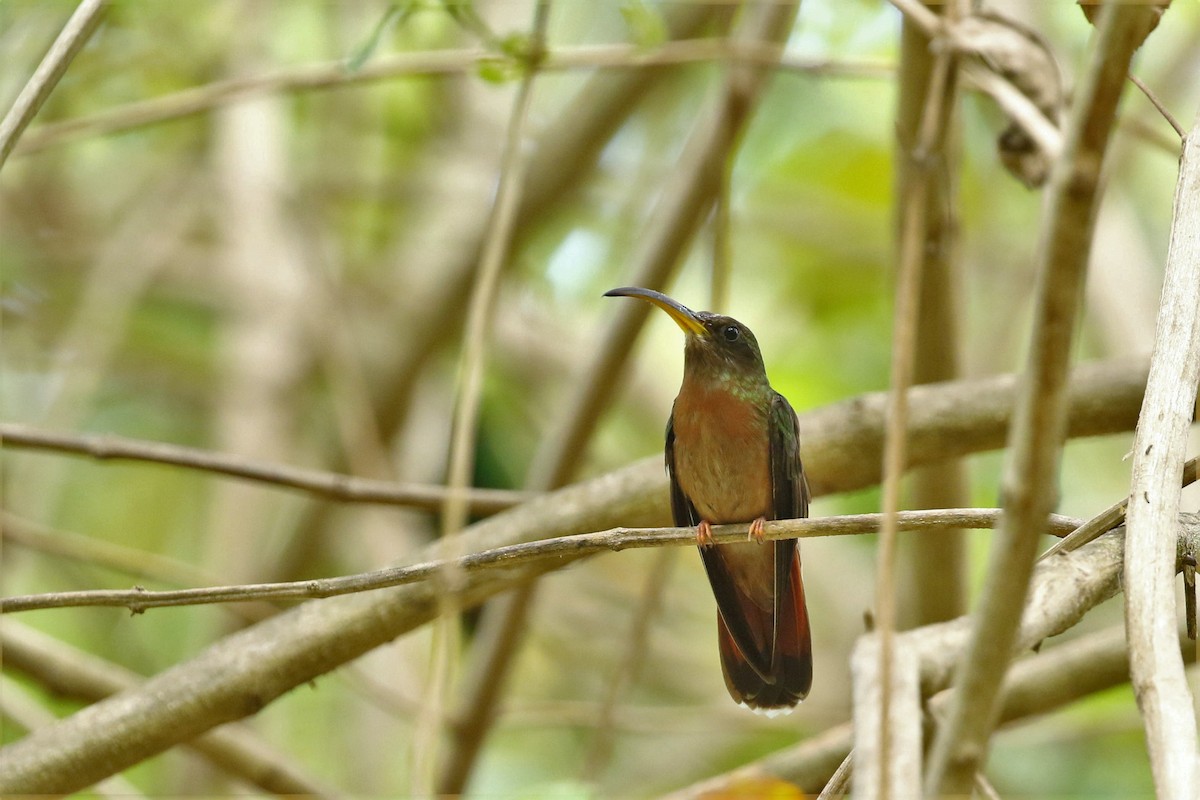 Rufous-breasted Hermit - ML616621175