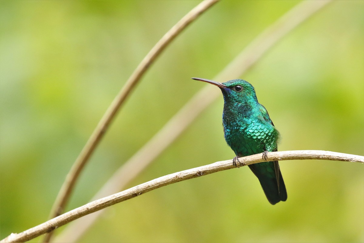 kolibřík modrobradý - ML616621183