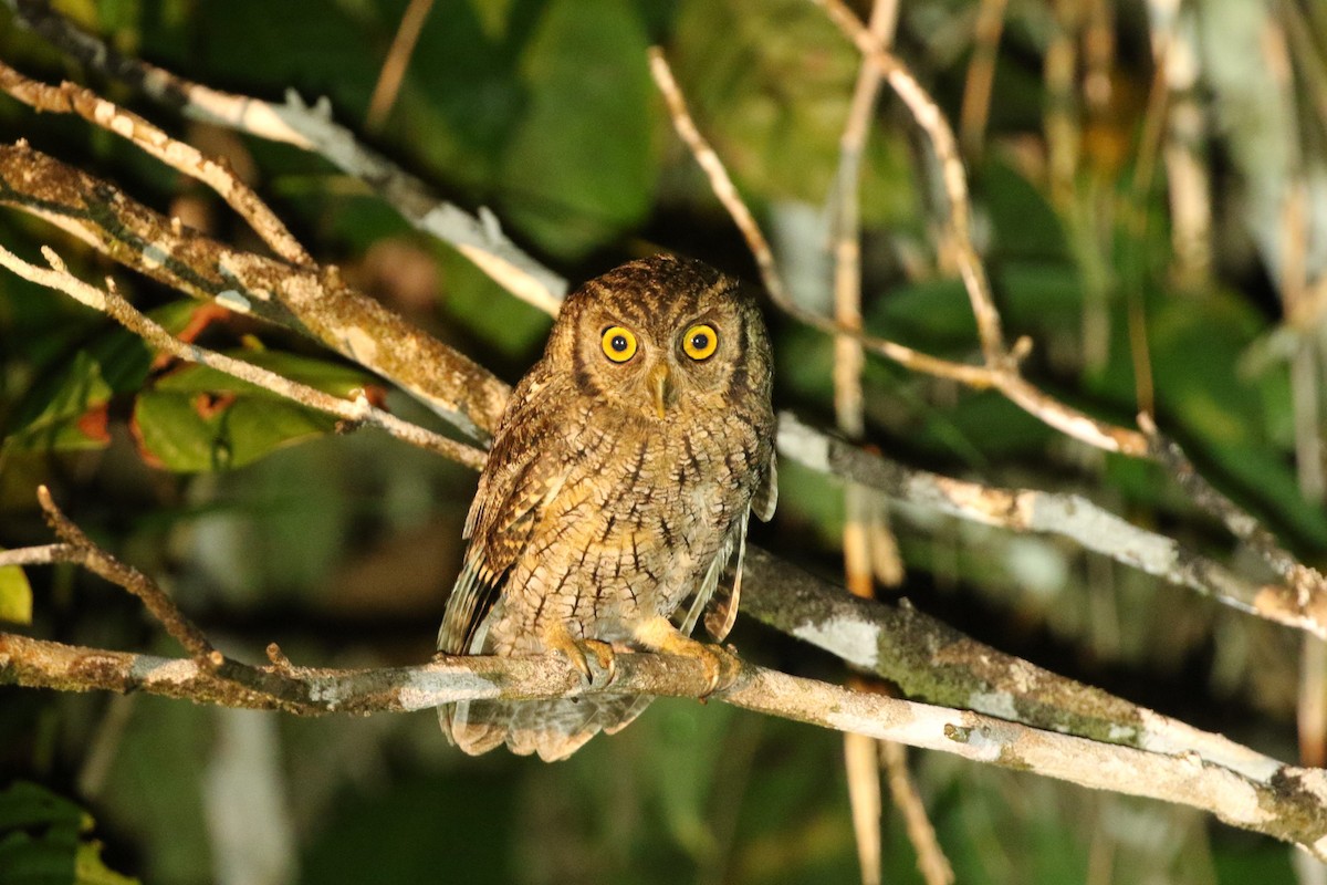 Tropical Screech-Owl - Brian Gibbons