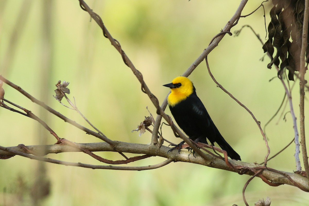 Yellow-hooded Blackbird - ML616621272