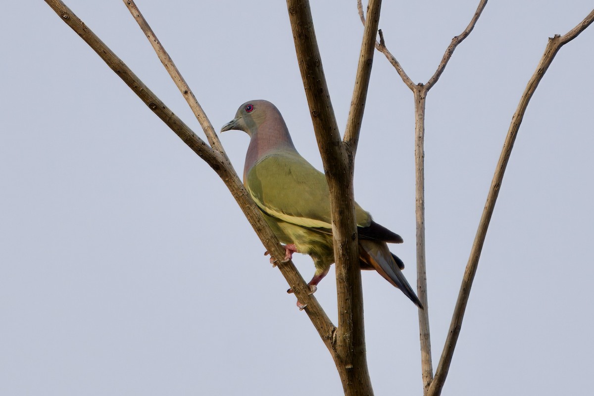 Pink-necked Green-Pigeon - ML616621286
