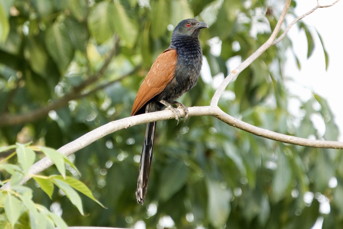 Greater Coucal (Greater) - ML616621293