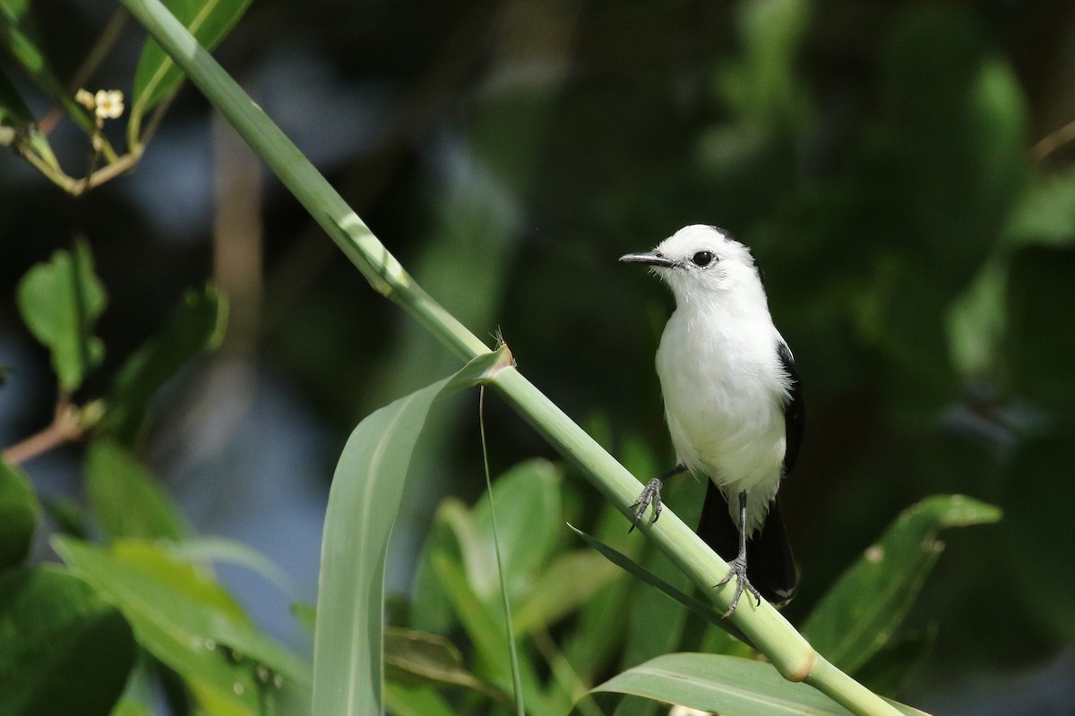 Pied Water-Tyrant - Brian Gibbons