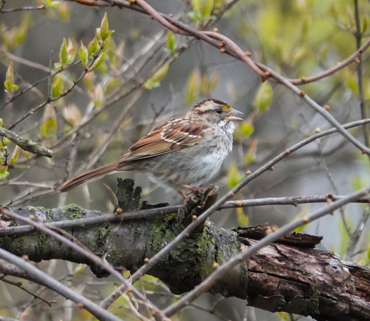 White-throated Sparrow - ML616621314