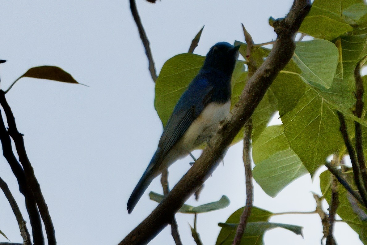 Blue-and-white Flycatcher - ML616621370