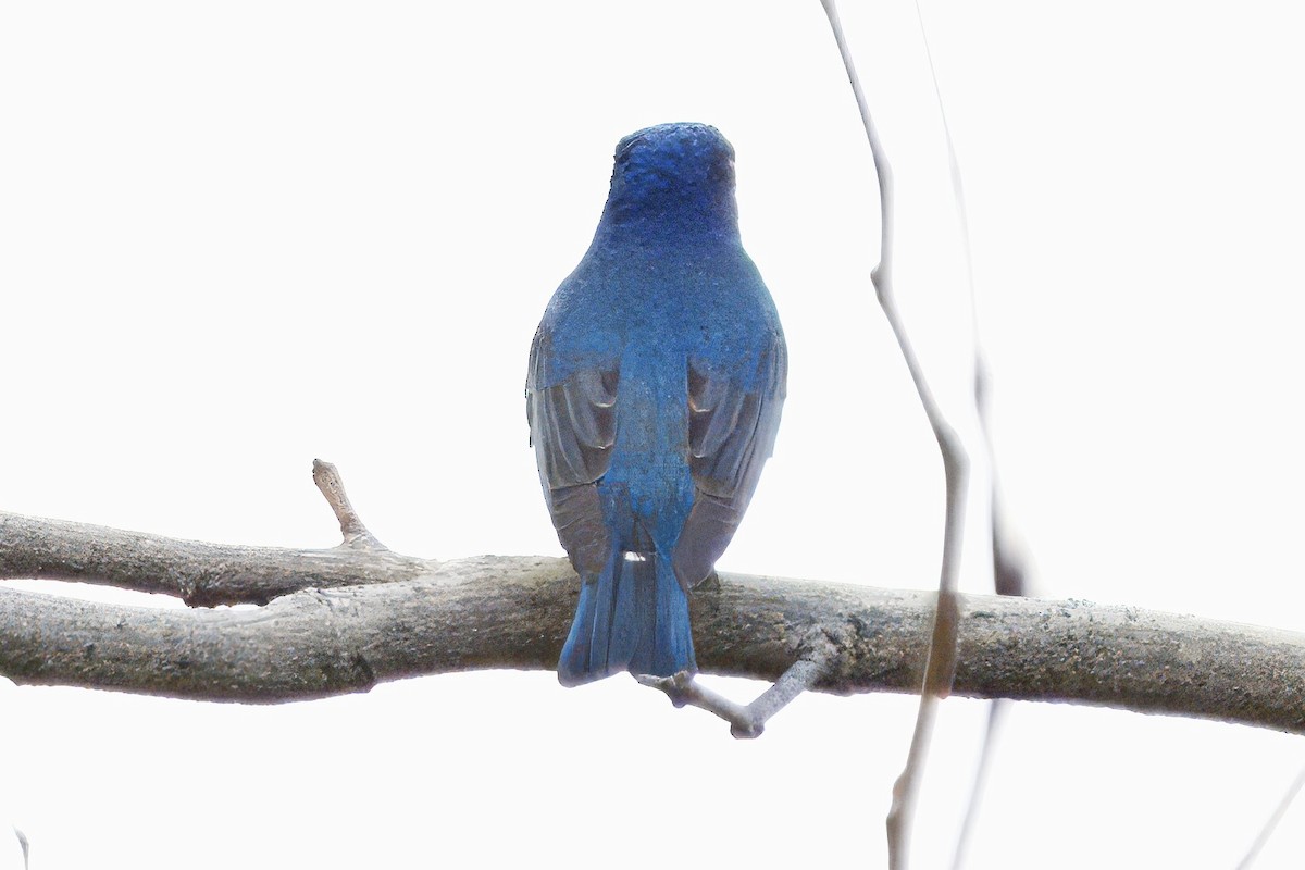 Blue-and-white Flycatcher - ML616621373