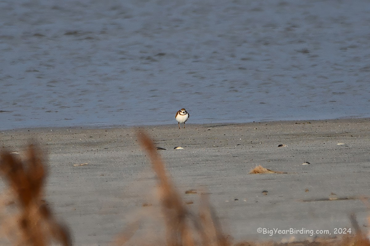 Semipalmated Plover - ML616621381