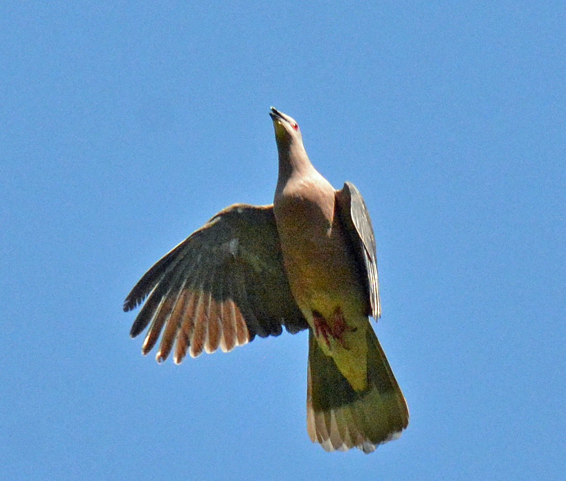 Ring-tailed Pigeon - ML616621420