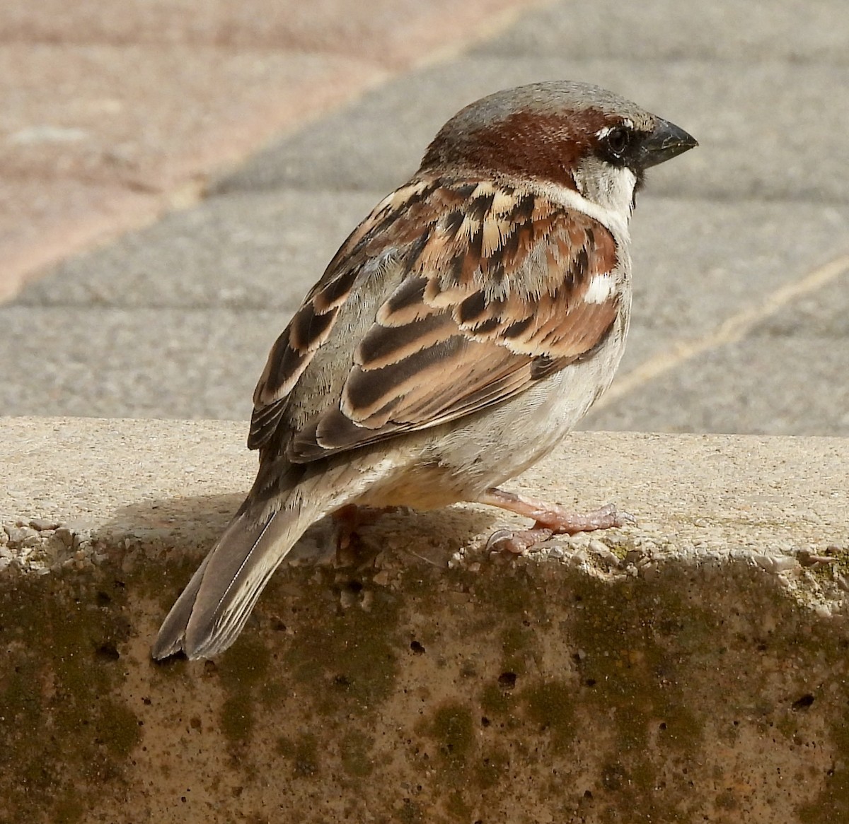 House Sparrow - ML616621450