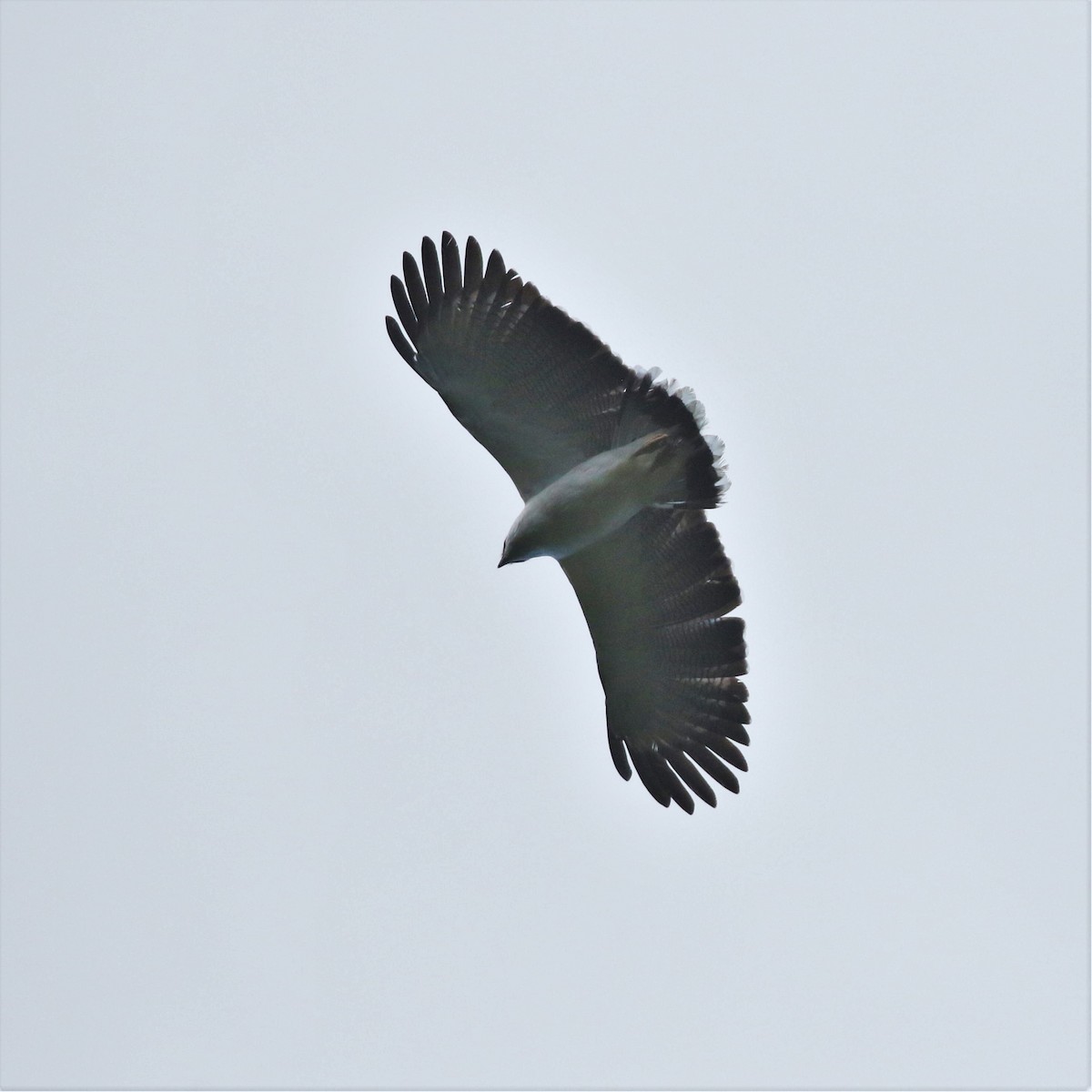 White Hawk (Black-tailed) - ML616621706