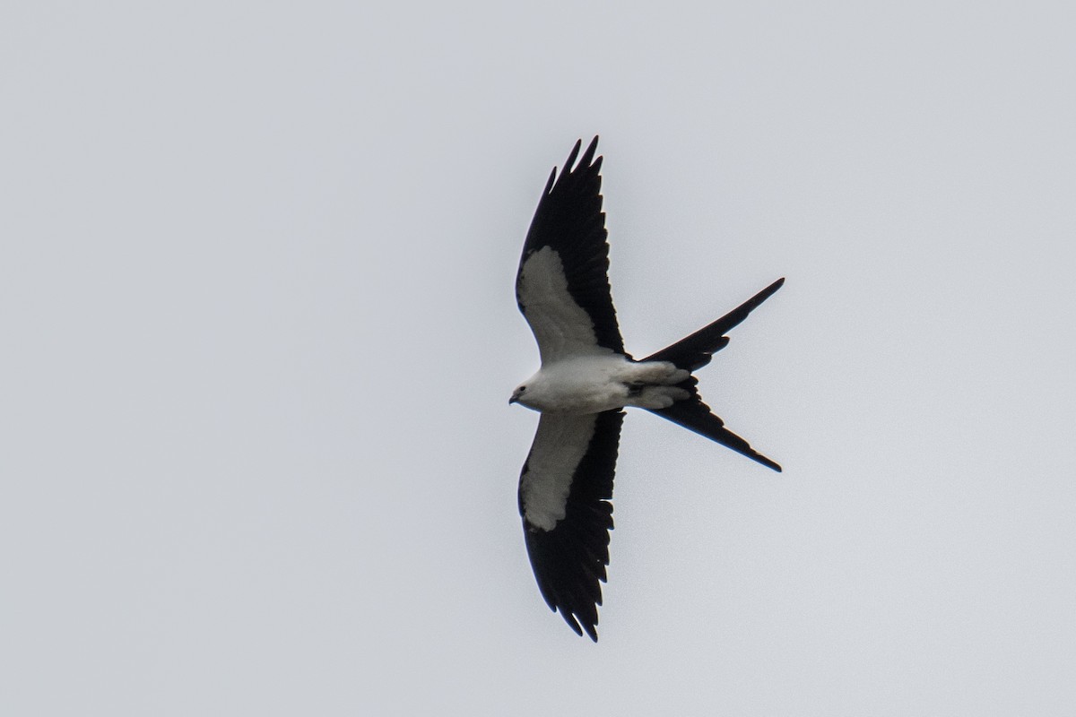Swallow-tailed Kite - Joshua  Vincent