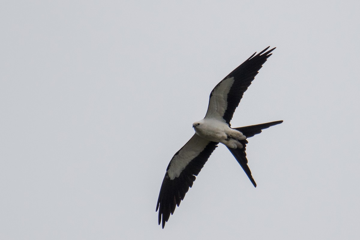 Swallow-tailed Kite - ML616621746