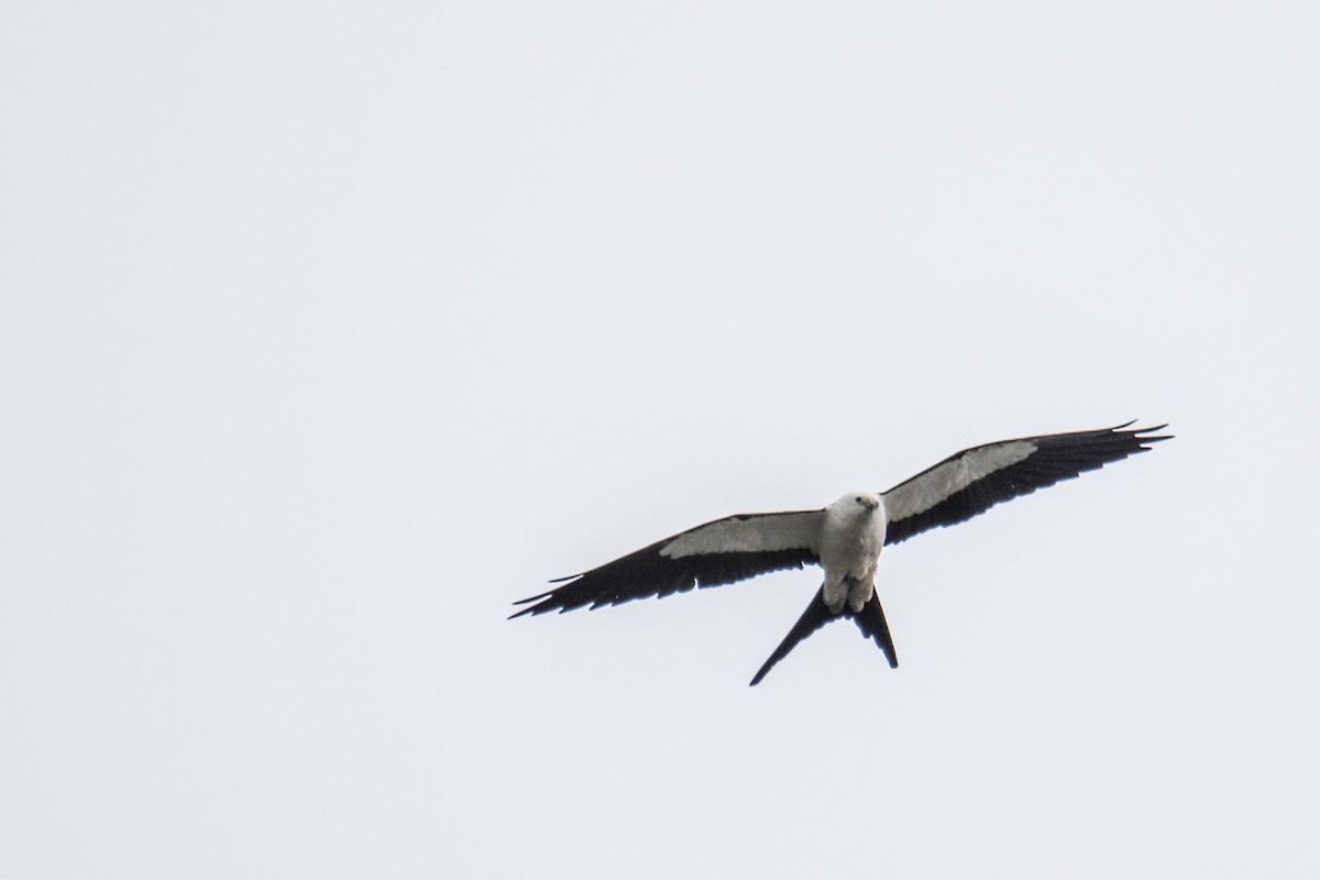 Swallow-tailed Kite - ML616621791