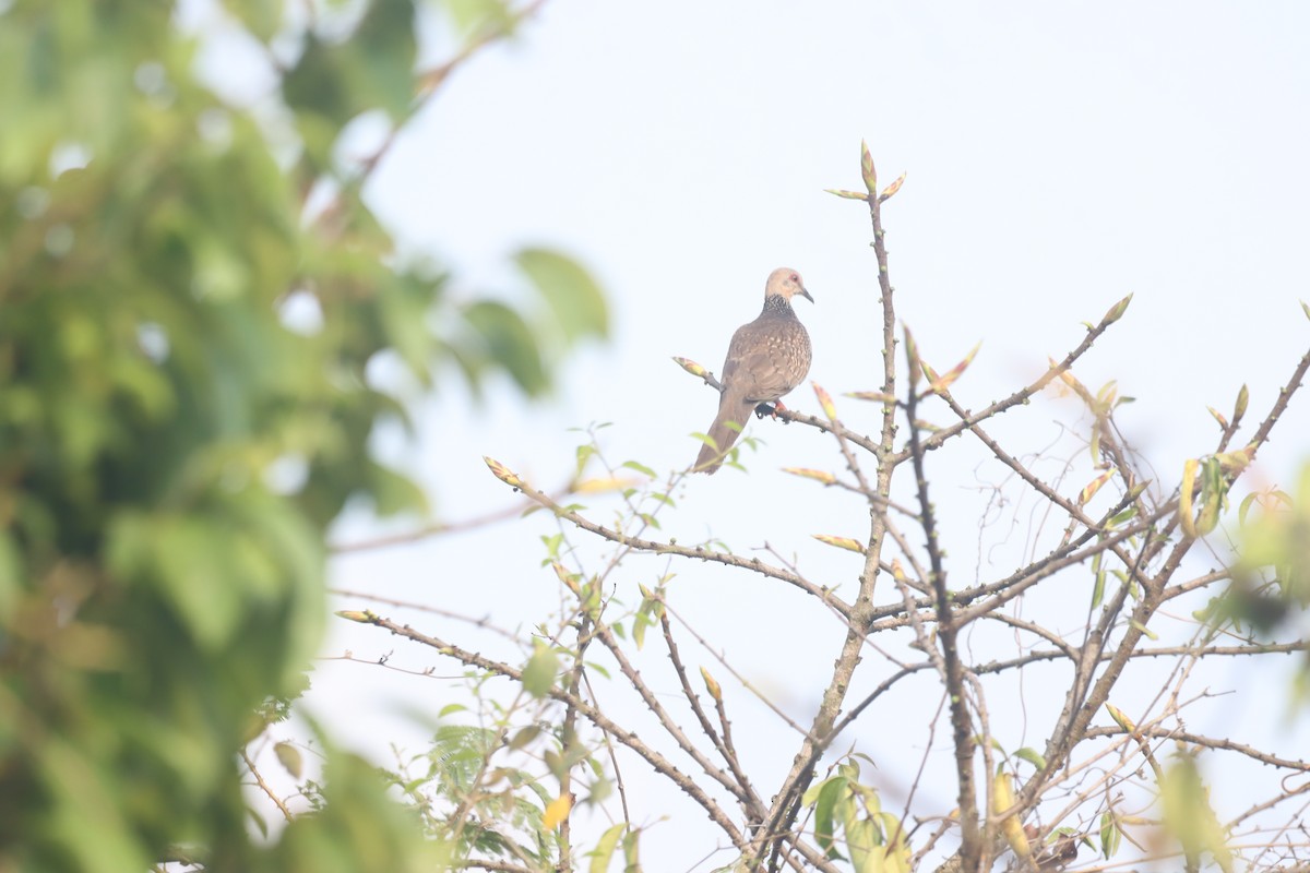 Spotted Dove - ML616621802