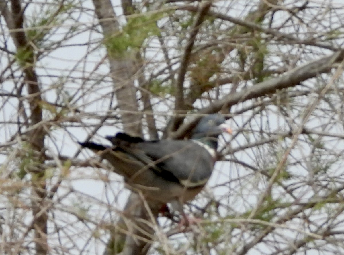 Common Wood-Pigeon - ML616621805