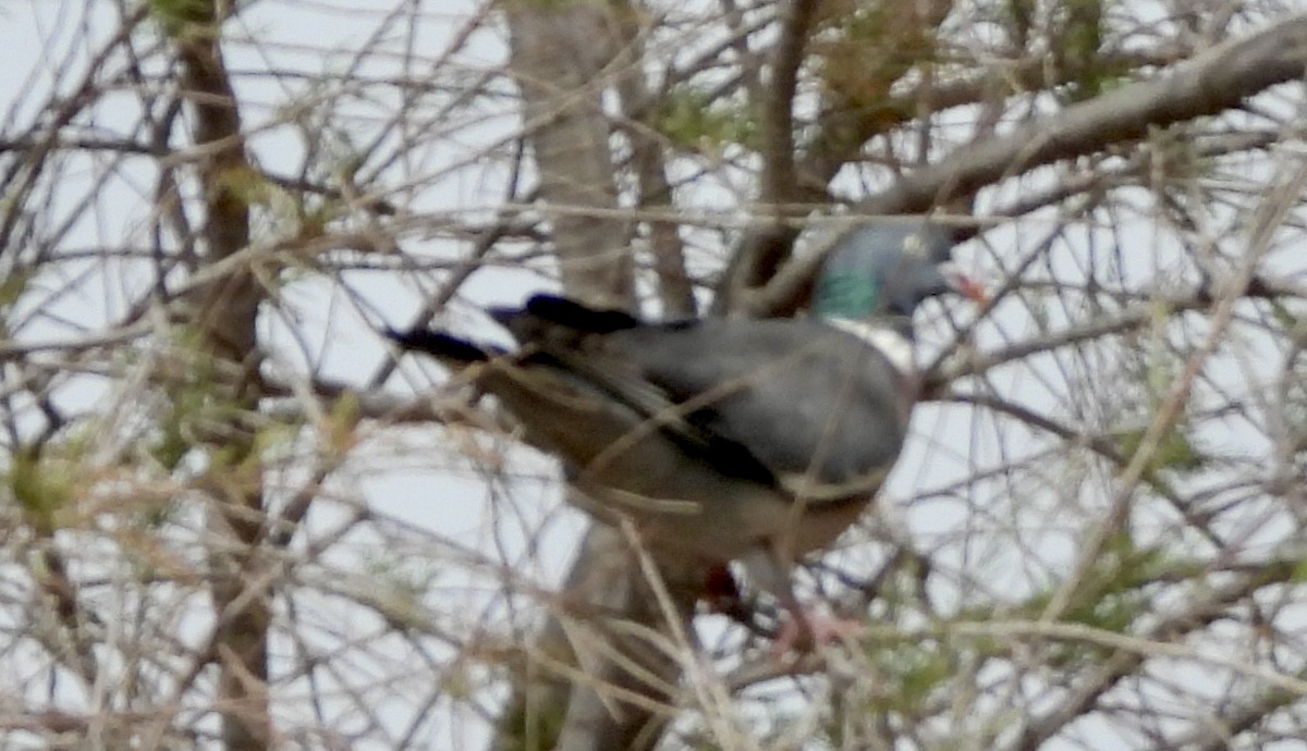 Common Wood-Pigeon - ML616621806
