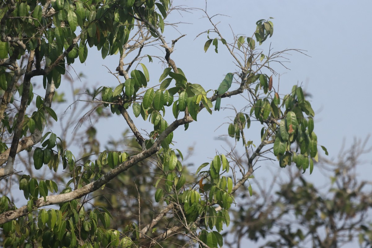 Blue-bearded Bee-eater - ML616621868