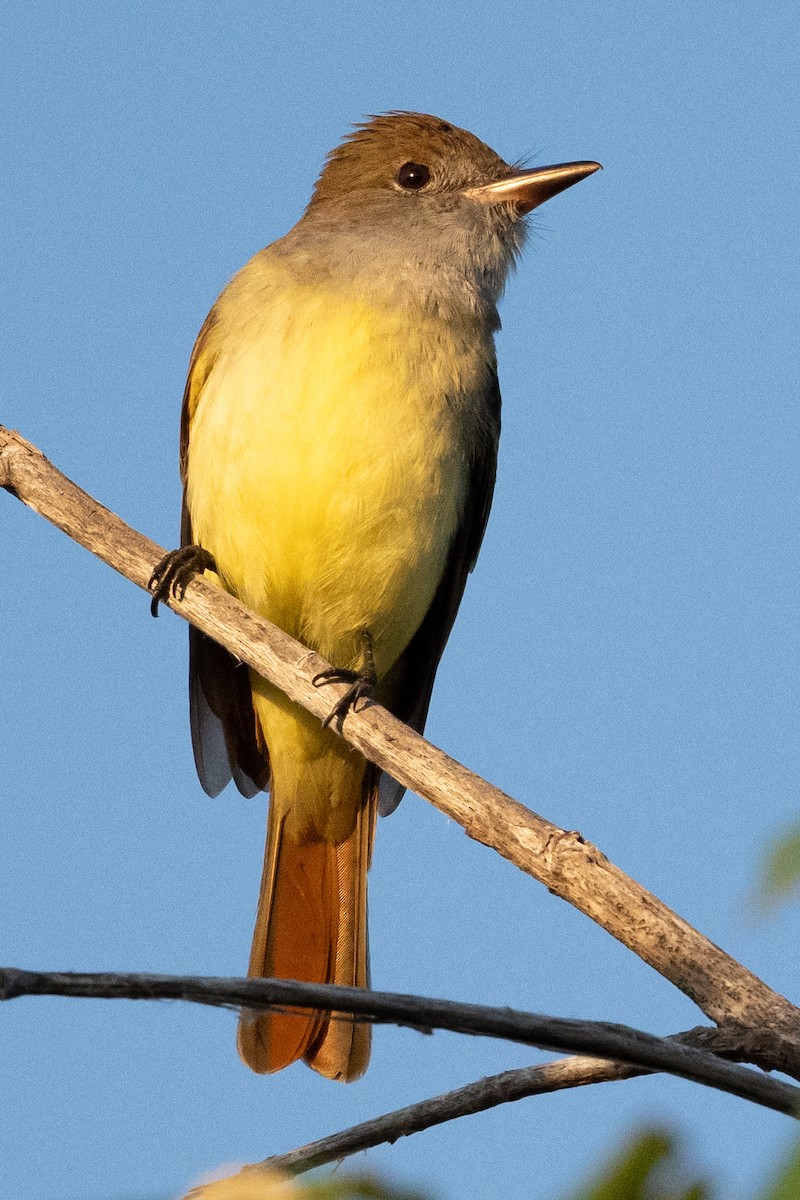 Great Crested Flycatcher - ML616621875